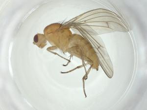  ( - CBG-A25871-A04)  @11 [ ] CreativeCommons - Attribution Share - Alike (2024) Centre for Biodiversity Genomics Centre for Biodiversity Genomics