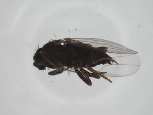  ( - CBG-A25875-F11)  @11 [ ] CreativeCommons - Attribution Share - Alike (2024) Centre for Biodiversity Genomics Centre for Biodiversity Genomics