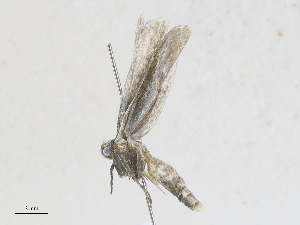  (Kessleria martinella - CBG-A25892-E09)  @11 [ ] CreativeCommons - Attribution Share - Alike (2024) CBG Photography Group Centre for Biodiversity Genomics