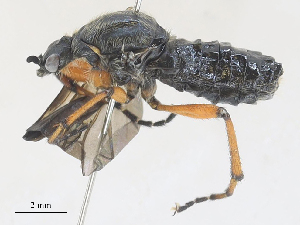  ( - CBG-A25892-F02)  @11 [ ] CreativeCommons - Attribution Share - Alike (2024) CBG Photography Group Centre for Biodiversity Genomics