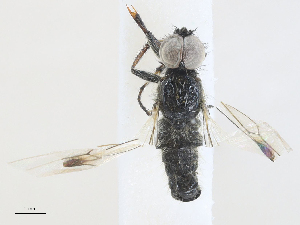  ( - CBG-A25892-F04)  @11 [ ] CreativeCommons - Attribution Share - Alike (2024) CBG Photography Group Centre for Biodiversity Genomics