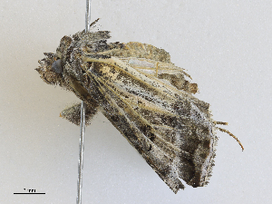  ( - CBG-A25939-C08)  @11 [ ] CreativeCommons - Attribution Share - Alike (2024) CBG Photography Group Centre for Biodiversity Genomics