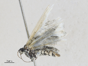  ( - CBG-A25939-F09)  @11 [ ] CreativeCommons - Attribution Share - Alike (2024) CBG Photography Group Centre for Biodiversity Genomics