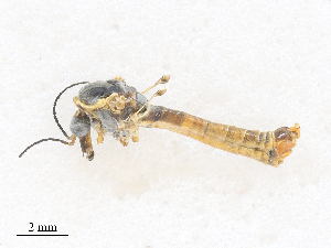  ( - CBG-A25939-H10)  @11 [ ] CreativeCommons - Attribution Share - Alike (2024) CBG Photography Group Centre for Biodiversity Genomics