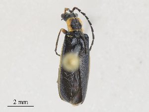  ( - CBG-A25940-B07)  @11 [ ] CreativeCommons - Attribution Share - Alike (2024) CBG Photography Group Centre for Biodiversity Genomics