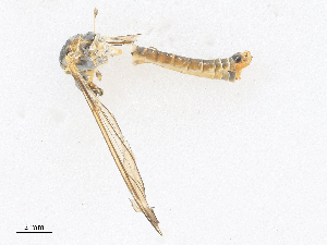  ( - CBG-A25940-H10)  @11 [ ] CreativeCommons - Attribution Share - Alike (2024) CBG Photography Group Centre for Biodiversity Genomics