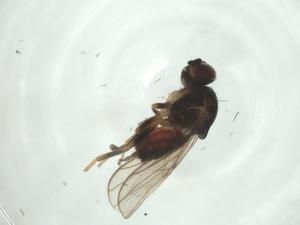  ( - CBG-A26107-H03)  @11 [ ] CreativeCommons - Attribution Share - Alike (2024) Centre for Biodiversity Genomics Centre for Biodiversity Genomics