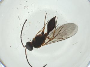  ( - CBG-A26110-G03)  @11 [ ] CreativeCommons - Attribution Share - Alike (2024) Centre for Biodiversity Genomics Centre for Biodiversity Genomics