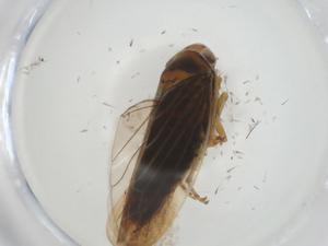  ( - CBG-A26112-C04)  @11 [ ] CreativeCommons - Attribution Share - Alike (2024) Centre for Biodiversity Genomics Centre for Biodiversity Genomics