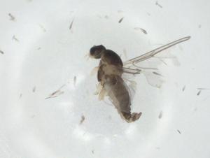  ( - CBG-A26112-D04)  @11 [ ] CreativeCommons - Attribution Share - Alike (2024) Centre for Biodiversity Genomics Centre for Biodiversity Genomics