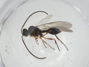  ( - CBG-A26112-D08)  @11 [ ] CreativeCommons - Attribution Share - Alike (2024) Centre for Biodiversity Genomics Centre for Biodiversity Genomics