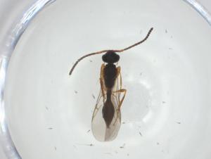  ( - CBG-A26112-E04)  @11 [ ] CreativeCommons - Attribution Share - Alike (2024) Centre for Biodiversity Genomics Centre for Biodiversity Genomics