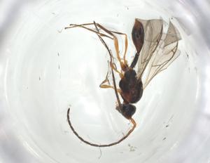  (Miota compressa - CBG-A26112-F01)  @11 [ ] CreativeCommons - Attribution Share - Alike (2024) Centre for Biodiversity Genomics Centre for Biodiversity Genomics