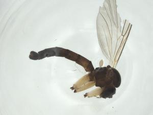  ( - CBG-A26115-H02)  @11 [ ] CreativeCommons - Attribution Share - Alike (2024) Centre for Biodiversity Genomics Centre for Biodiversity Genomics