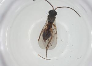  ( - CBG-A26117-B07)  @11 [ ] CreativeCommons - Attribution Share - Alike (2024) Centre for Biodiversity Genomics Centre for Biodiversity Genomics