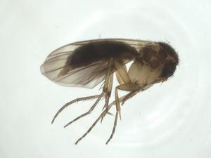  ( - CBG-A26118-H01)  @11 [ ] CreativeCommons - Attribution Share - Alike (2024) Centre for Biodiversity Genomics Centre for Biodiversity Genomics