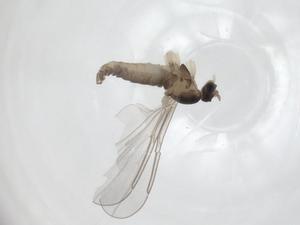  ( - CBG-A26119-H10)  @11 [ ] CreativeCommons - Attribution Share - Alike (2024) Centre for Biodiversity Genomics Centre for Biodiversity Genomics