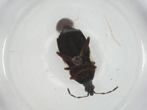  ( - CBG-A26120-B07)  @11 [ ] CreativeCommons - Attribution Share - Alike (2024) Centre for Biodiversity Genomics Centre for Biodiversity Genomics