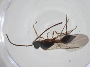  ( - CBG-A26122-E10)  @11 [ ] CreativeCommons - Attribution Share - Alike (2024) Centre for Biodiversity Genomics Centre for Biodiversity Genomics