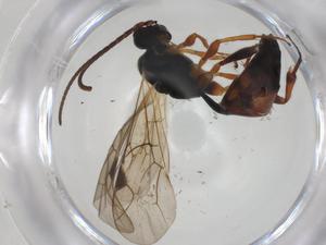  ( - CBG-A26128-G05)  @11 [ ] CreativeCommons - Attribution Share - Alike (2024) Centre for Biodiversity Genomics Centre for Biodiversity Genomics