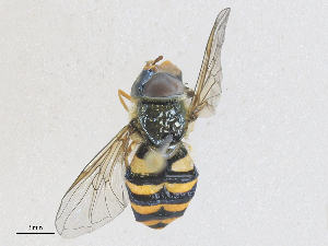  ( - CBG-A27569-D07)  @11 [ ] CreativeCommons - Attribution Share - Alike (2024) CBG Photography Group Centre for Biodiversity Genomics