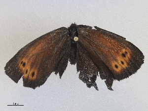  ( - CBG-A27569-D11)  @11 [ ] CreativeCommons - Attribution Share - Alike (2024) CBG Photography Group Centre for Biodiversity Genomics