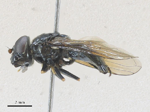  ( - CBG-A27569-G10)  @11 [ ] CreativeCommons - Attribution Share - Alike (2024) CBG Photography Group Centre for Biodiversity Genomics