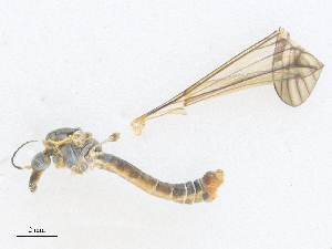  ( - CBG-A27569-H05)  @11 [ ] CreativeCommons - Attribution Share - Alike (2024) CBG Photography Group Centre for Biodiversity Genomics