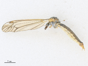  ( - CBG-A27569-H06)  @11 [ ] CreativeCommons - Attribution Share - Alike (2024) CBG Photography Group Centre for Biodiversity Genomics