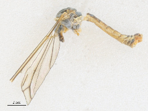  ( - CBG-A27569-H07)  @11 [ ] CreativeCommons - Attribution Share - Alike (2024) CBG Photography Group Centre for Biodiversity Genomics