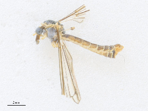  ( - CBG-A27569-H08)  @11 [ ] CreativeCommons - Attribution Share - Alike (2024) CBG Photography Group Centre for Biodiversity Genomics