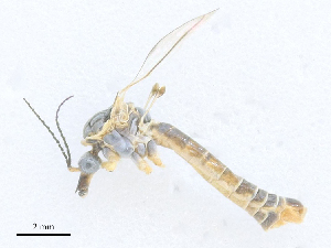  ( - CBG-A27569-H10)  @11 [ ] CreativeCommons - Attribution Share - Alike (2024) CBG Photography Group Centre for Biodiversity Genomics