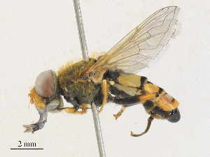  ( - CBG-A27570-A01)  @11 [ ] CreativeCommons - Attribution Share - Alike (2024) CBG Photography Group Centre for Biodiversity Genomics