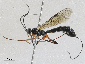  ( - CBG-A27570-B09)  @11 [ ] CreativeCommons - Attribution Share - Alike (2024) CBG Photography Group Centre for Biodiversity Genomics