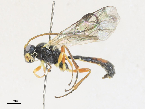  ( - CBG-A27570-G01)  @11 [ ] CreativeCommons - Attribution Share - Alike (2024) CBG Photography Group Centre for Biodiversity Genomics