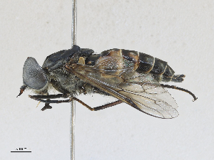  ( - CBG-A27571-F11)  @11 [ ] CreativeCommons - Attribution Share - Alike (2024) CBG Photography Group Centre for Biodiversity Genomics