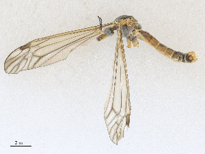  ( - CBG-A27571-G11)  @11 [ ] CreativeCommons - Attribution Share - Alike (2024) CBG Photography Group Centre for Biodiversity Genomics