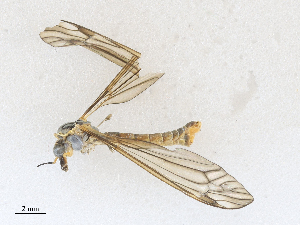  ( - CBG-A27571-G12)  @11 [ ] CreativeCommons - Attribution Share - Alike (2024) CBG Photography Group Centre for Biodiversity Genomics