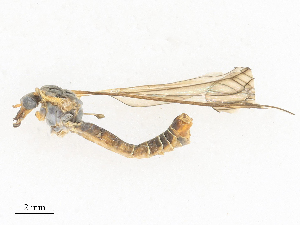  ( - CBG-A27571-H01)  @11 [ ] CreativeCommons - Attribution Share - Alike (2024) CBG Photography Group Centre for Biodiversity Genomics