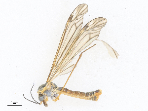  ( - CBG-A27571-H03)  @11 [ ] CreativeCommons - Attribution Share - Alike (2024) CBG Photography Group Centre for Biodiversity Genomics