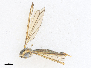  ( - CBG-A27571-H06)  @11 [ ] CreativeCommons - Attribution Share - Alike (2024) CBG Photography Group Centre for Biodiversity Genomics