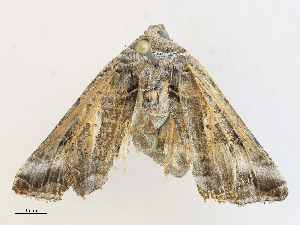  ( - CBG-A27572-A01)  @11 [ ] CreativeCommons - Attribution Share - Alike (2024) CBG Photography Group Centre for Biodiversity Genomics