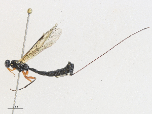  ( - CBG-A27572-D01)  @11 [ ] CreativeCommons - Attribution Share - Alike (2024) CBG Photography Group Centre for Biodiversity Genomics