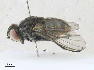  ( - CBG-A27573-D12)  @11 [ ] CreativeCommons - Attribution Share - Alike (2024) CBG Photography Group Centre for Biodiversity Genomics