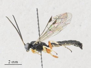  ( - CBG-A27574-A11)  @11 [ ] CreativeCommons - Attribution Share - Alike (2024) CBG Photography Group Centre for Biodiversity Genomics