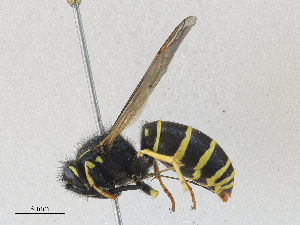  ( - CBG-A27574-F04)  @11 [ ] CreativeCommons - Attribution Share - Alike (2024) CBG Photography Group Centre for Biodiversity Genomics