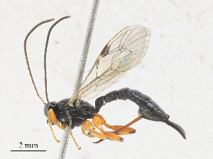  ( - CBG-A27574-H06)  @11 [ ] CreativeCommons - Attribution Share - Alike (2024) CBG Photography Group Centre for Biodiversity Genomics