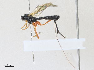  ( - CBG-A27575-C08)  @11 [ ] CreativeCommons - Attribution Share - Alike (2024) CBG Photography Group Centre for Biodiversity Genomics