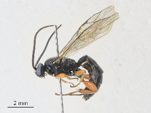  ( - CBG-A27575-E11)  @11 [ ] CreativeCommons - Attribution Share - Alike (2024) CBG Photography Group Centre for Biodiversity Genomics