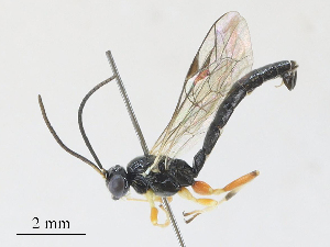  ( - CBG-A27575-G08)  @11 [ ] CreativeCommons - Attribution Share - Alike (2024) CBG Photography Group Centre for Biodiversity Genomics